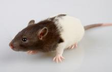 Ученые создают печатную 3D копию скелета крысы